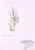 藏品(索藻科)的圖片